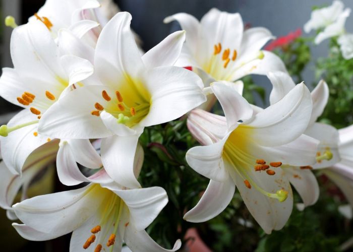 Ý nghĩa phong thủy của cây bách hợp