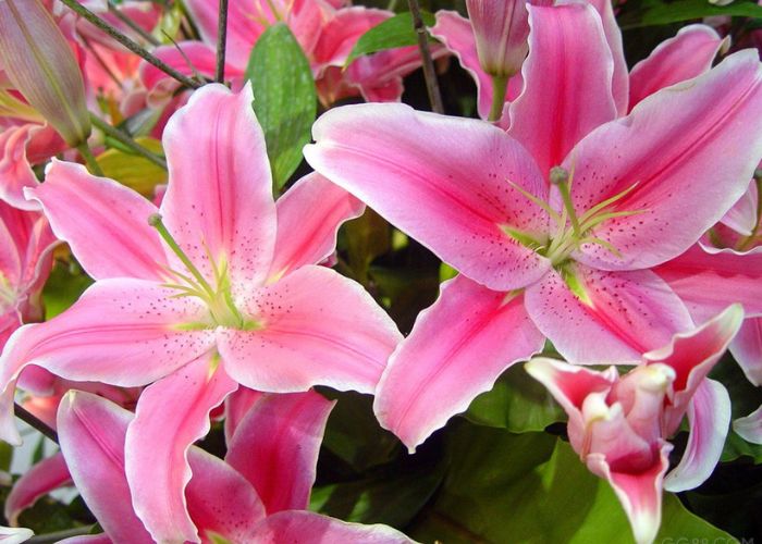 Hướng dẫn cách trồng và chăm sóc hoa bách hợp