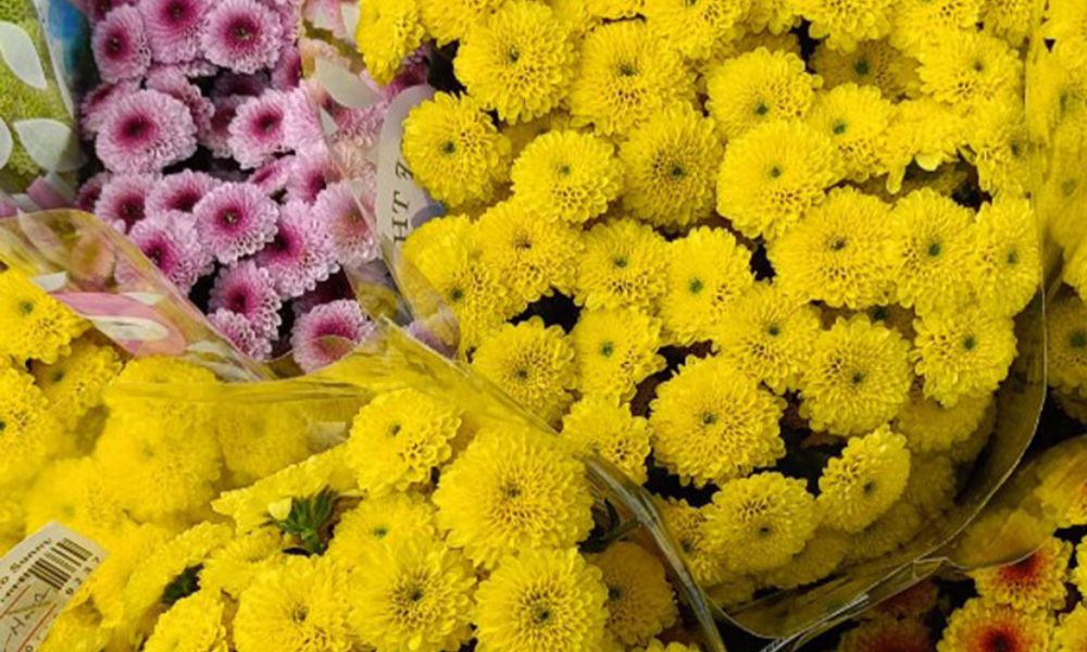 Hoa cúc Calimero: Ý nghĩa theo màu sắc và Gợi ý dịp tặng