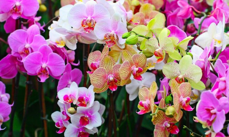 Hoa lan: Phân loại khoa học, các loại phổ biến và cách trồng, chăm sóc hiệu quả
