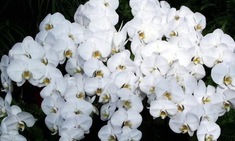 Hoa Lan Trắng: Nguồn Gốc, Đặc Điểm, và Ý Nghĩa Cao Quý