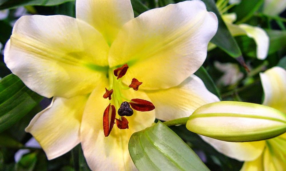 Hoa ly vàng ù: Đặc điểm, ý nghĩa và cách chọn hoa đẹp ngày Tết