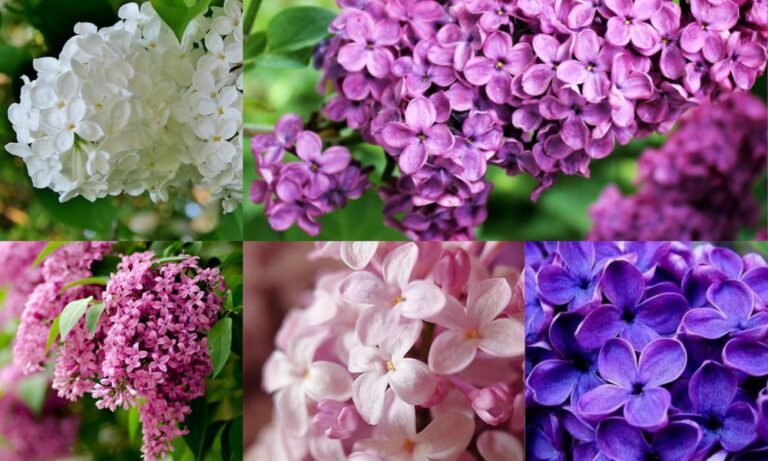 Hoa Tử Đinh Hương: Ý Nghĩa, Trồng & Công Dụng
