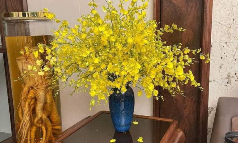 Hoa Lan Vũ Nữ: Đặc Điểm, Ý Nghĩa, và Hướng Dẫn Chăm Sóc Chi Tiết